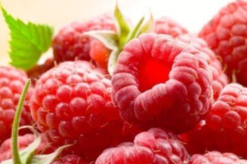 HITNO-POTREBNI RADNICI ZA BERBU MALINE